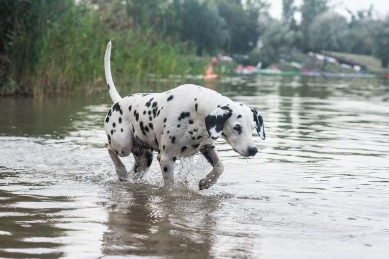 35. Trächtigkeitstag - B-Wurf - (5)