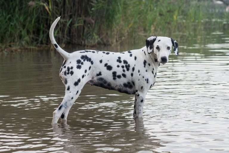 35. Trächtigkeitstag - B-Wurf - (6)