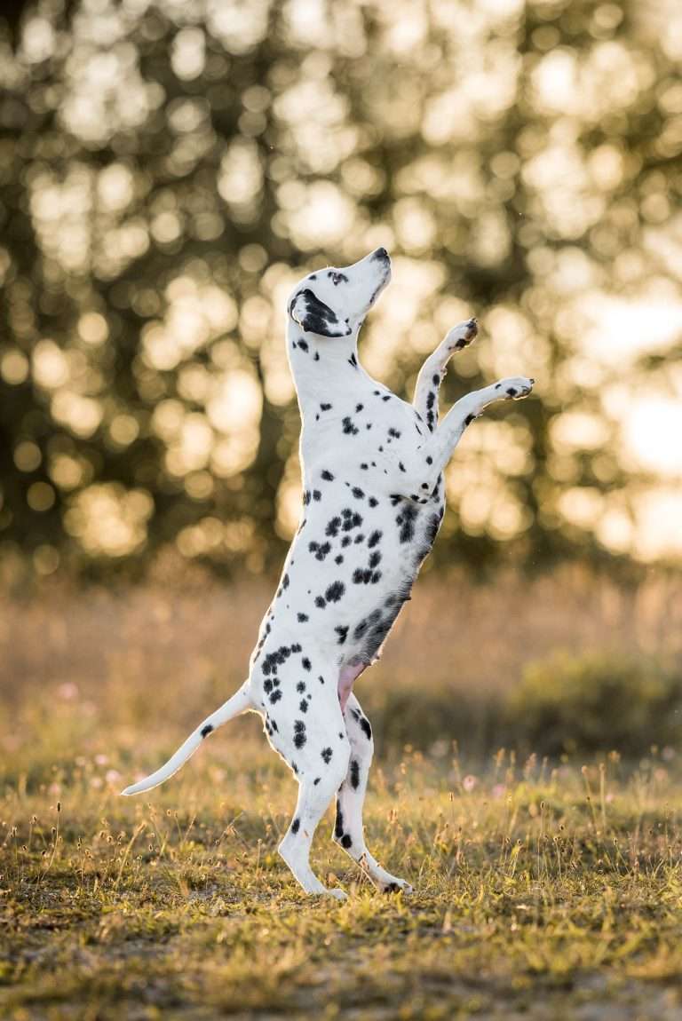 42. Trächtigkeitstag - B-Wurf (1)