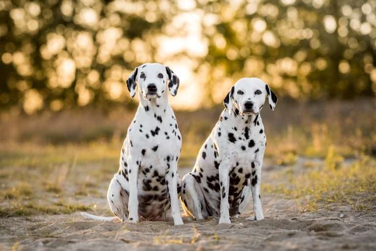 42. Trächtigkeitstag - B-Wurf (10)