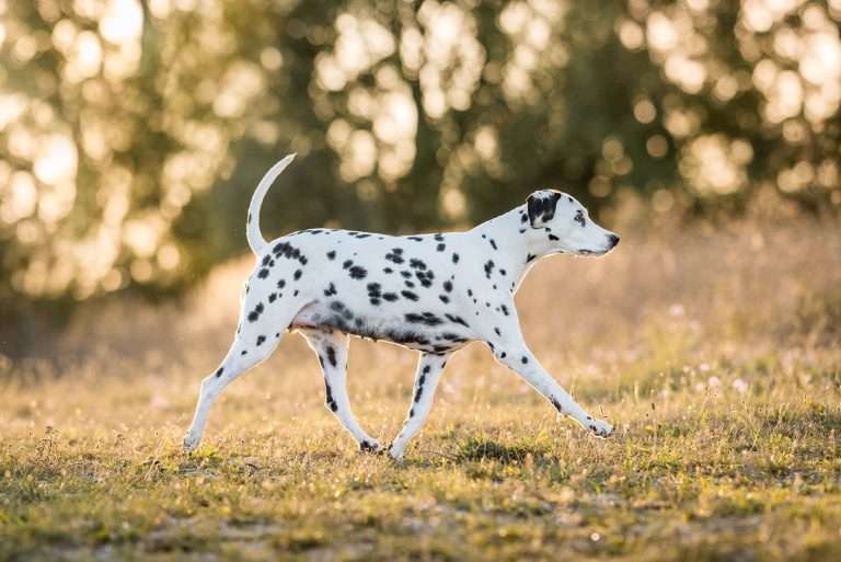 42. Trächtigkeitstag - B-Wurf (11)