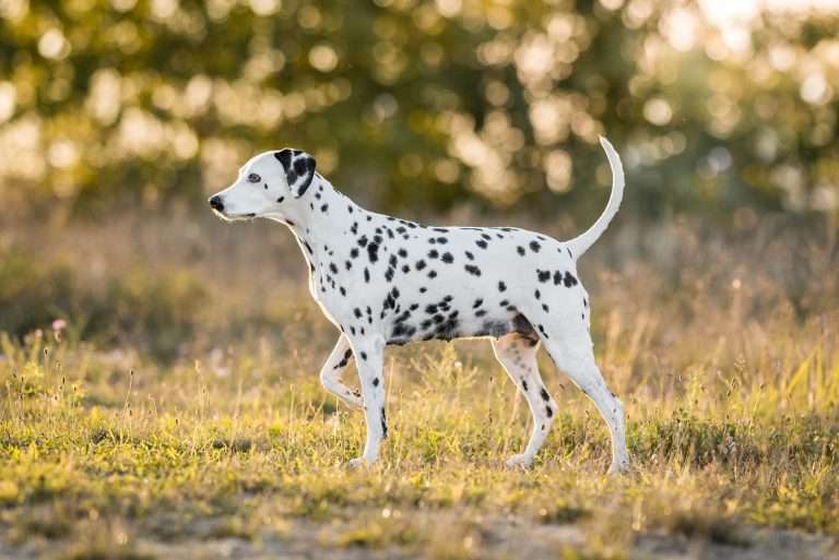 42. Trächtigkeitstag - B-Wurf (12)