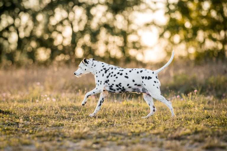 42. Trächtigkeitstag - B-Wurf (14)