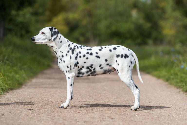 42. Trächtigkeitstag - B-Wurf (17)