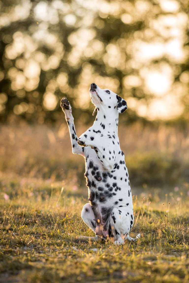 42. Trächtigkeitstag - B-Wurf (2)
