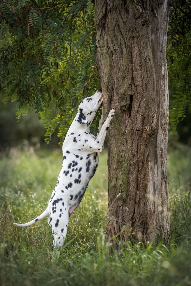 42. Trächtigkeitstag - B-Wurf (3)