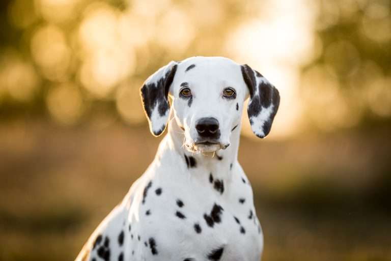 42. Trächtigkeitstag - B-Wurf (6)