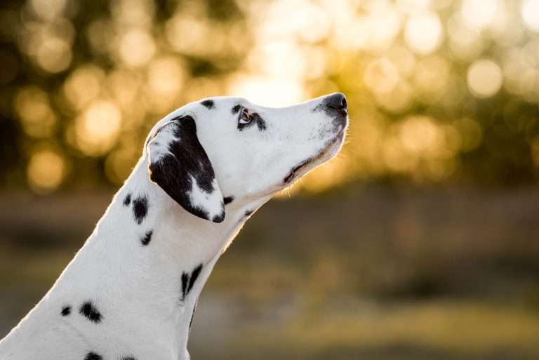 42. Trächtigkeitstag - B-Wurf (7)