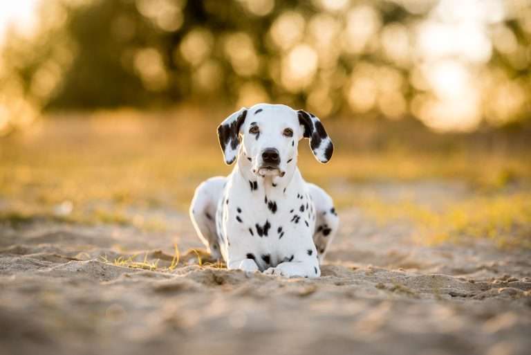 42. Trächtigkeitstag - B-Wurf (8)