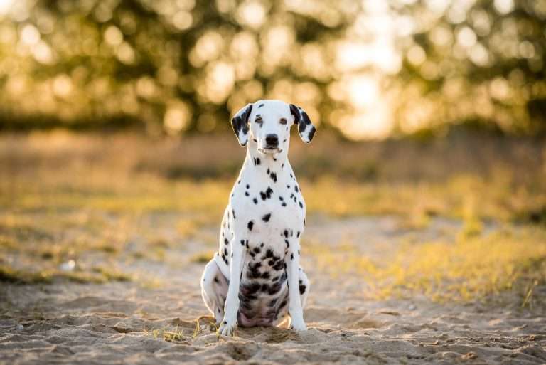 42. Trächtigkeitstag - B-Wurf (9)