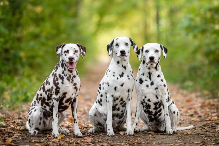 49. Trächtigkeitstag - B-Wurf (2)