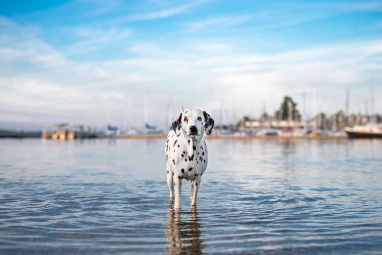 49. Trächtigkeitstag - B-Wurf (3)