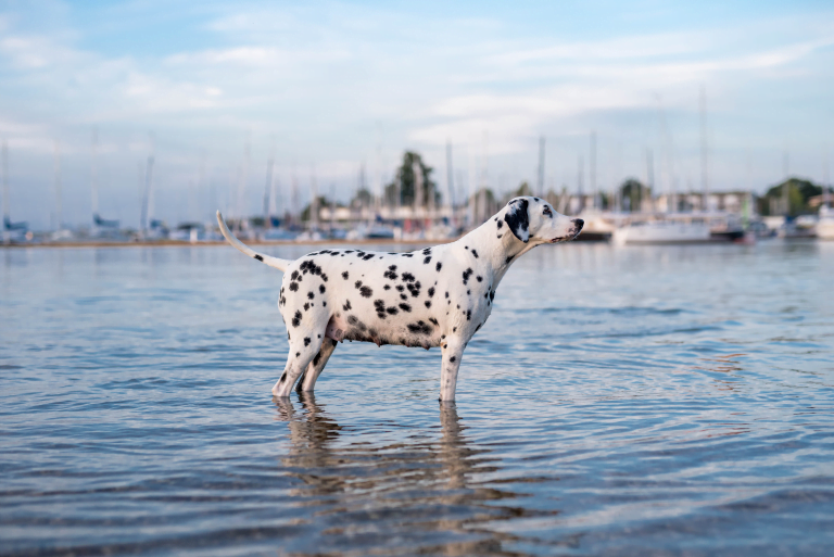 49. Trächtigkeitstag - B-Wurf (4)