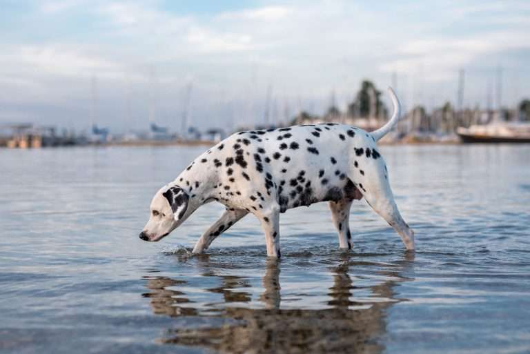 49. Trächtigkeitstag - B-Wurf (5)