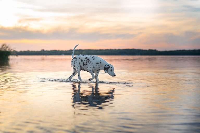 49. Trächtigkeitstag - B-Wurf (7)