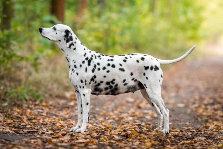 49. Trächtigkeitstag - B-Wurf