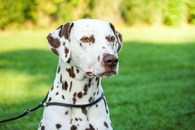 Daim vom Scheibenholz (1)