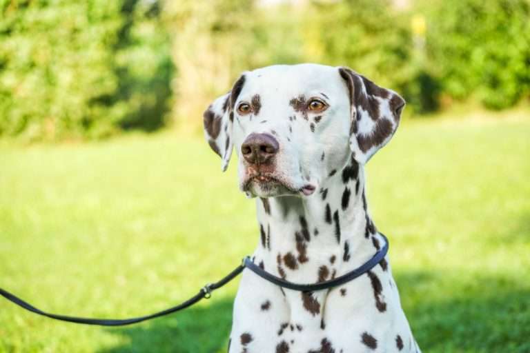 Daim vom Scheibenholz (2)