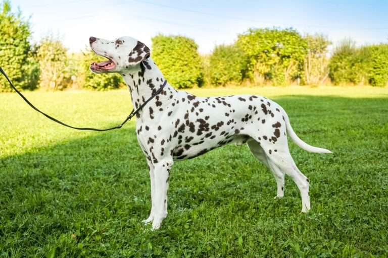 Daim vom Scheibenholz (3)