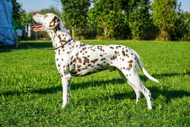 Daim vom Scheibenholz (4)