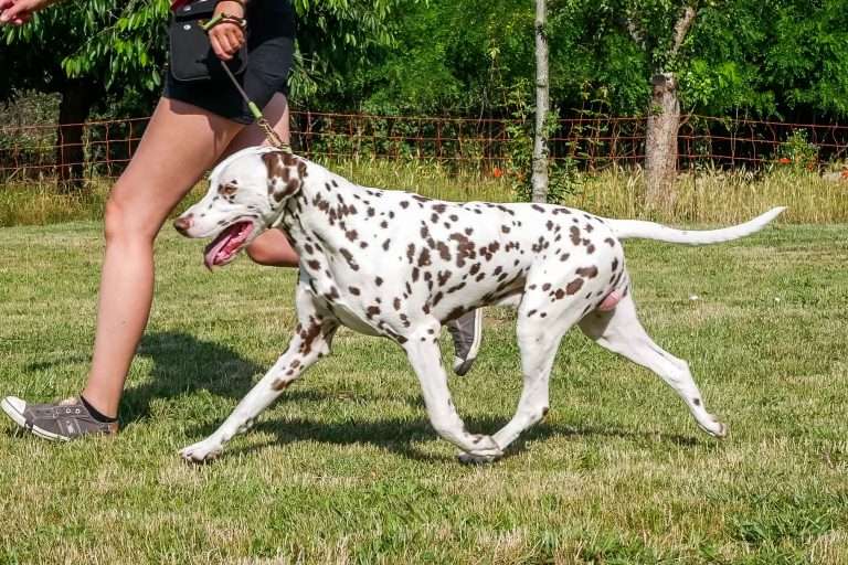 Daim vom Scheibenholz (5)