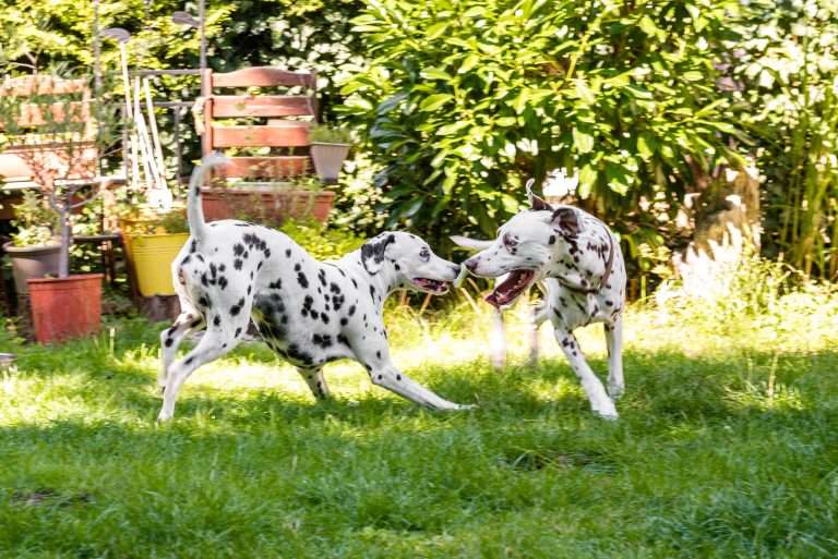 Deckakt - Monti X Dixi - B-Wurf (1)