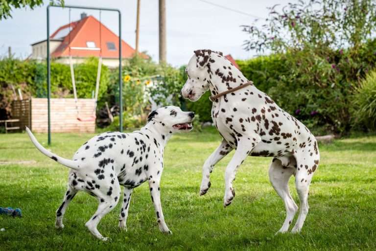 Deckakt - Monti X Dixi - B-Wurf (10)