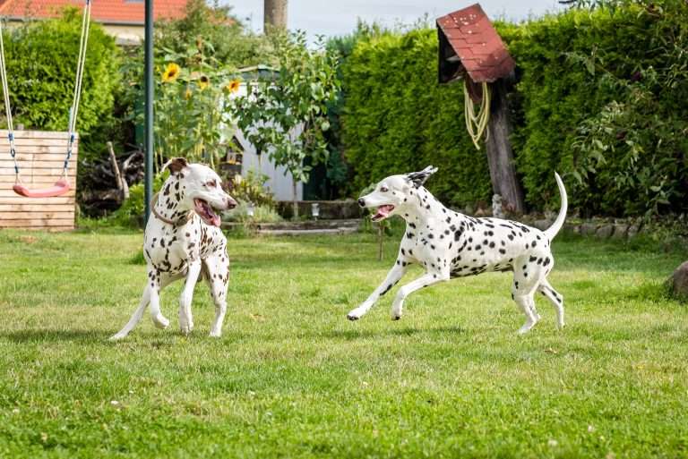 Deckakt - Monti X Dixi - B-Wurf (2)