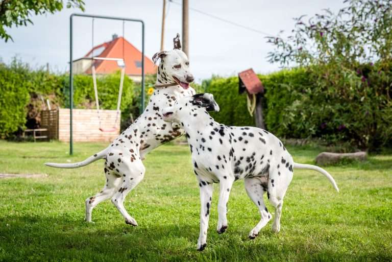 Deckakt - Monti X Dixi - B-Wurf (3)