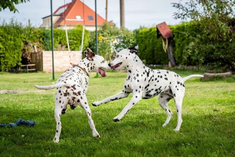 Deckakt - Monti X Dixi - B-Wurf (4)