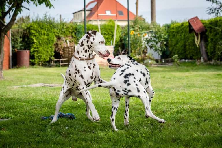 Deckakt - Monti X Dixi - B-Wurf (5)