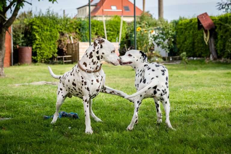 Deckakt - Monti X Dixi - B-Wurf (6)