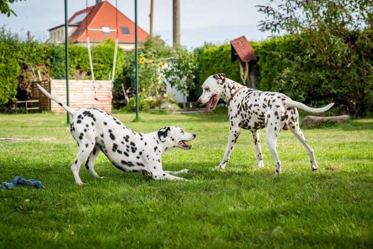 Deckakt - Monti X Dixi - B-Wurf (7)