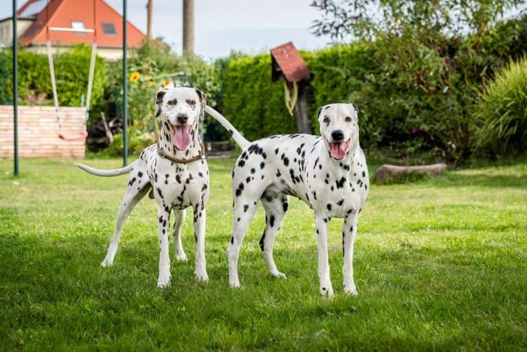 Deckakt - Monti X Dixi - B-Wurf (8)