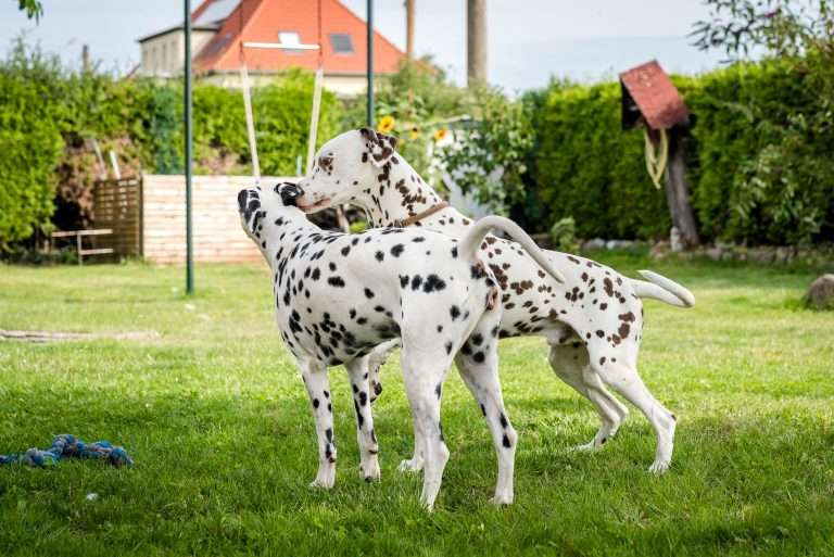 Deckakt - Monti X Dixi - B-Wurf (9)