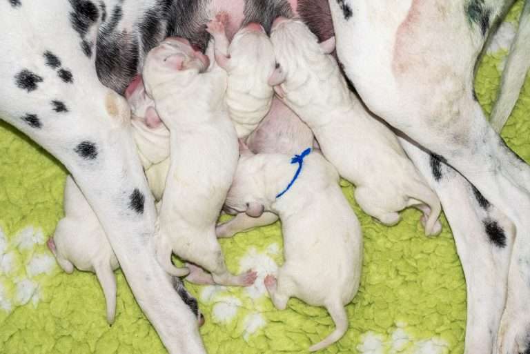 1. Lebenstag - B-Wurf (1)