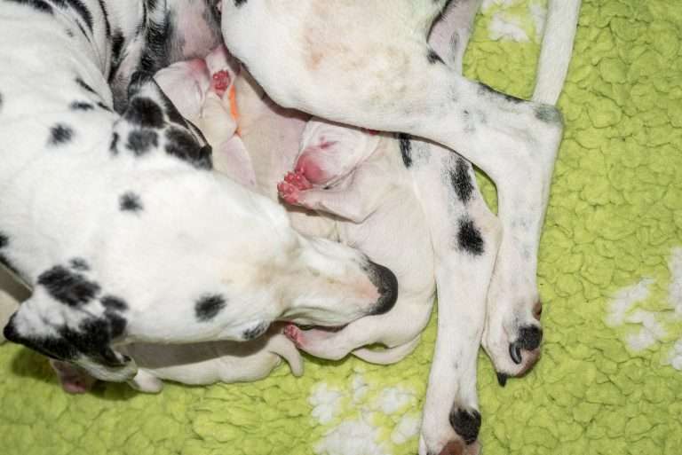 1. Lebenstag - B-Wurf (10)