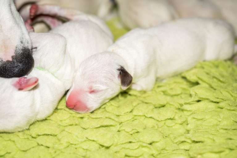 1. Lebenstag - B-Wurf (11)