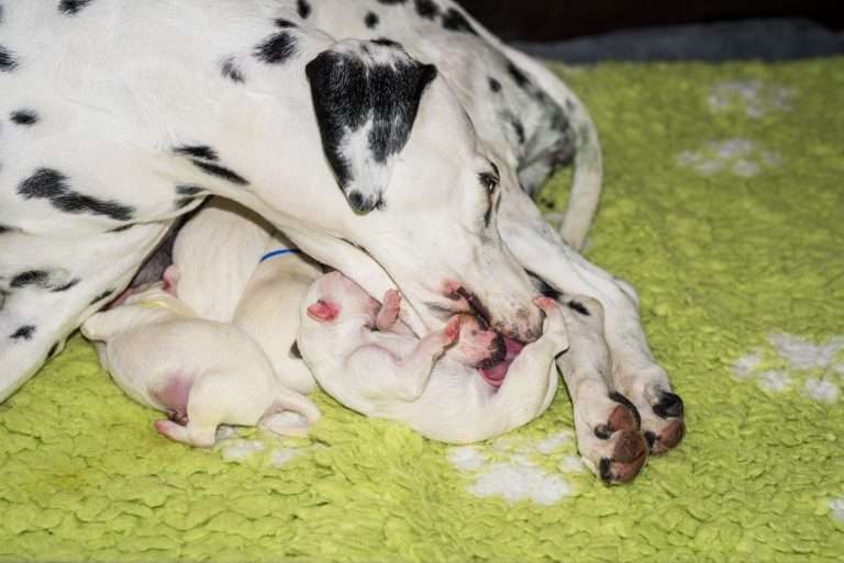 1. Lebenstag - B-Wurf (12)