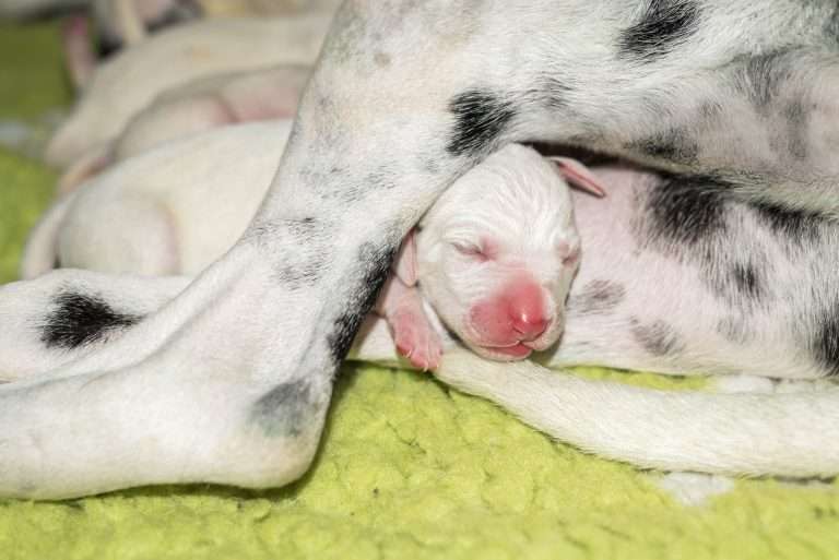 1. Lebenstag - B-Wurf (13)