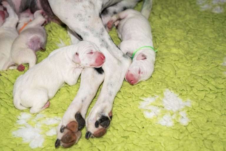 1. Lebenstag - B-Wurf (14)