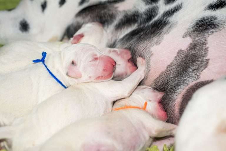 1. Lebenstag - B-Wurf (15)