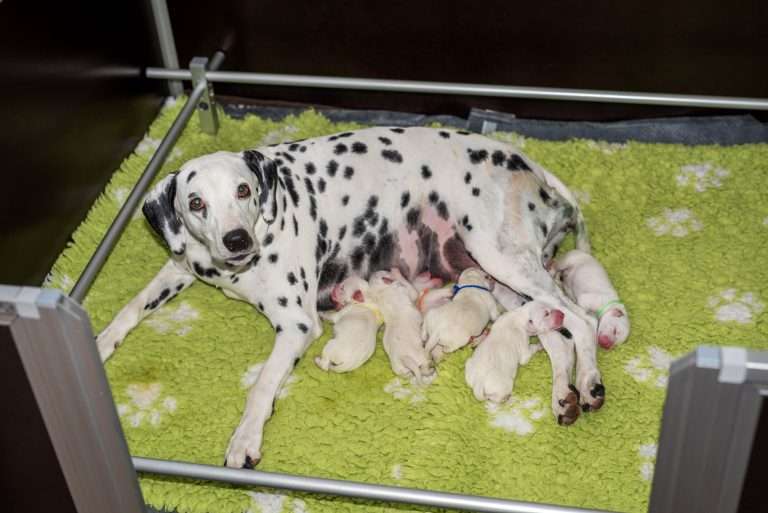 1. Lebenstag - B-Wurf (16)