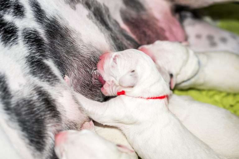 1. Lebenstag - B-Wurf (17)