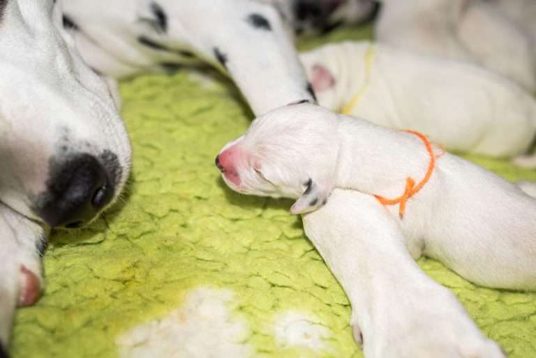 1. Lebenstag - B-Wurf (18)