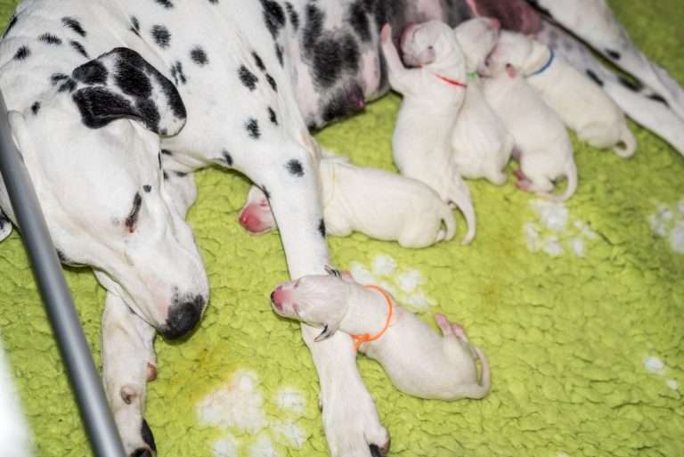 1. Lebenstag - B-Wurf (19)