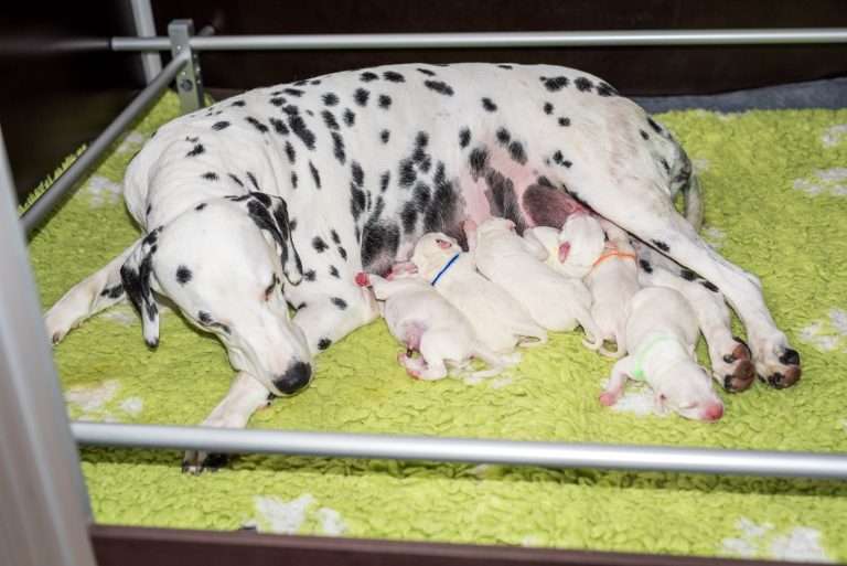 1. Lebenstag - B-Wurf (20)