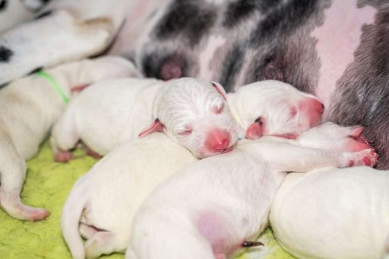 1. Lebenstag - B-Wurf (21)