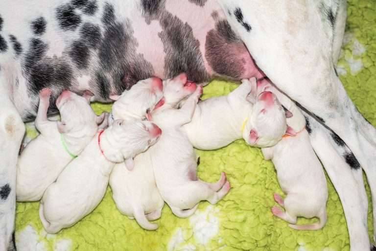 1. Lebenstag - B-Wurf (22)