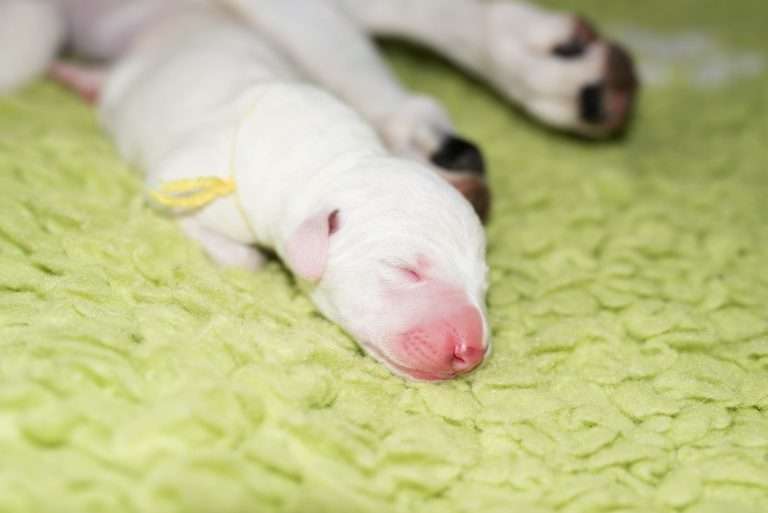 1. Lebenstag - B-Wurf (24)